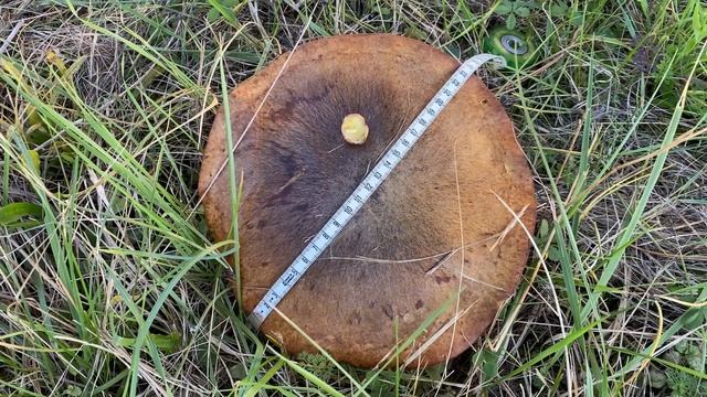 Suillus Collinitus (Маслёнок рыжий), October 24, 2021