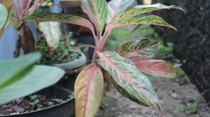 Пересадка Аглаонемы. Как и когда пересаживать растение.