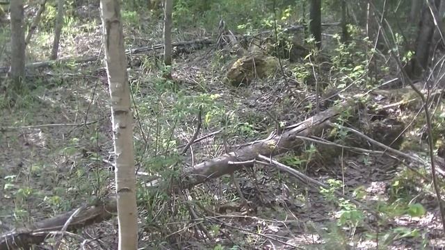 Любой ценой забрать МЕТАЛЛ! Ночь в лесной хижине. Нашел вахту лесорубов. смотреть онлайн