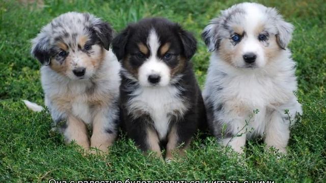 Австралийская овчарка аусси: описание породы собак смотреть онлайн