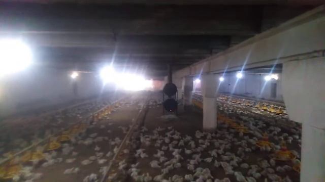 Control shed| Temperature| Brooding| Minimum Ventilation смотреть онлайн