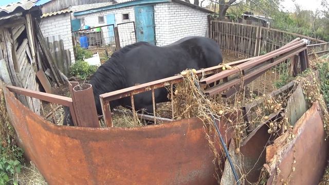 Красивейший конь! смотреть онлайн