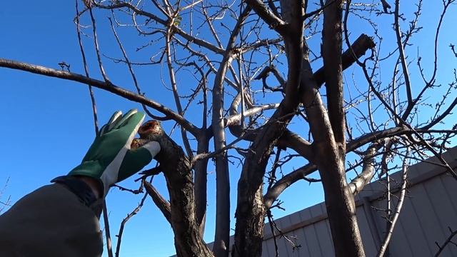 Как обрезать больную сливу с трухлявым стволом смотреть онлайн