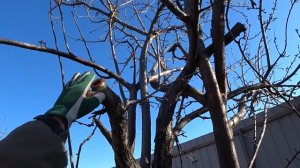 Как обрезать больную сливу с трухлявым стволом