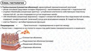 Тонкий кишечник анатомия: топография, строение тонкого кишечника, гистология жкт, анатомия жкт