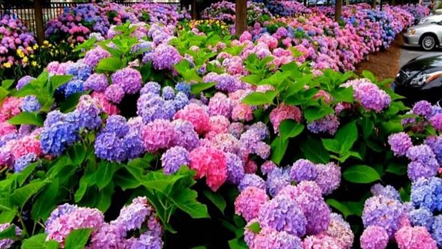 На какой год цветет гортензия после посадки смотреть онлайн