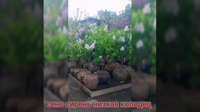 распродажа на растениях плодовый кустарники декоративные хвойник самый большой скидка идёт но сирен смотреть онлайн