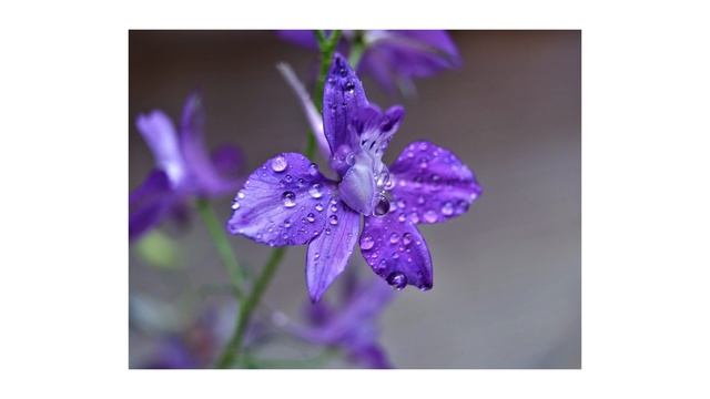 Fujifilm XT200 + 10 mm Extension Tube + XC 15-45 mm f3.5-5.6 смотреть онлайн