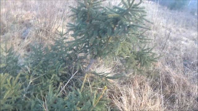 Прогулка по окрестностям, зайду к бобрам, поищу деревья для бонсай!