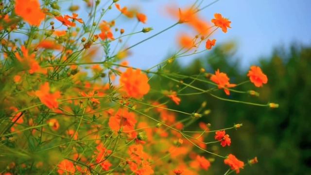Красивая, нежная музыка. Цветы. Природа. Радости жизни. Релакс. Антистресс. смотреть онлайн