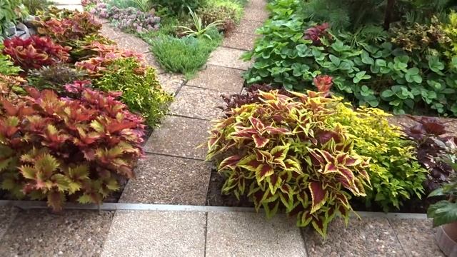 Колеусы 2018. Эпизод 1