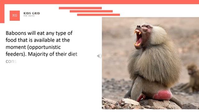 Baboon facts for kids – Interesting fun facts and information about African Baboon (monkey) смотреть онлайн