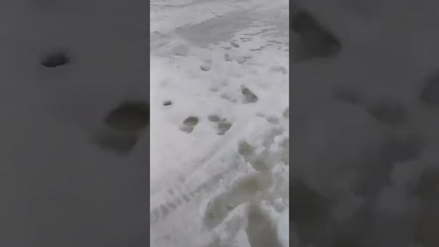 Лопата для рыбы смотреть онлайн