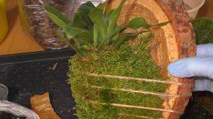 Завела себе ГИГАНТСКИЙ рогатый Папоротник. Эпифит ПЛАТИЦЕРИУМ ГРАНДЕ. Пересадка из горшка на блок. P