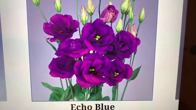 💐моя эустома-лизиантус с сюрпризом💐😳подробный честный с описанием обзор эустома 3месяца 05.06.20 смотреть онлайн