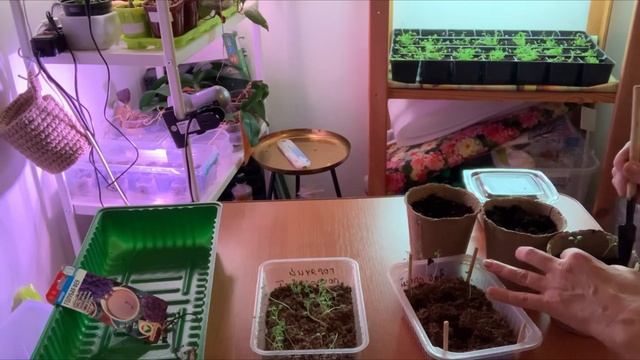 Лаванда. 100% всхожесть, еще есть время посеять лаванду этим способом. смотреть онлайн