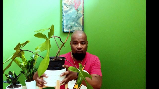 Philodendron Florida Beauty смотреть онлайн