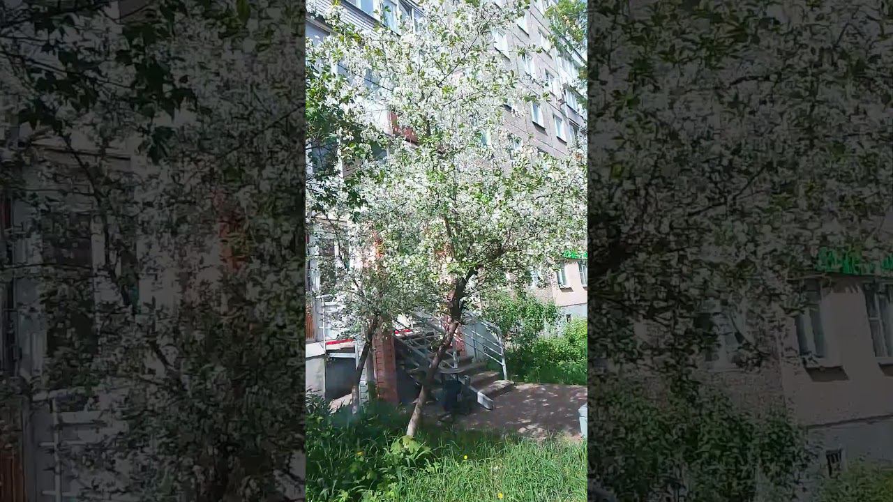 цветением черемухи)) смотреть онлайн