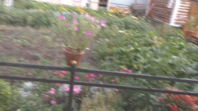 Все по плану: из груш компот, из помидоров сок смотреть онлайн