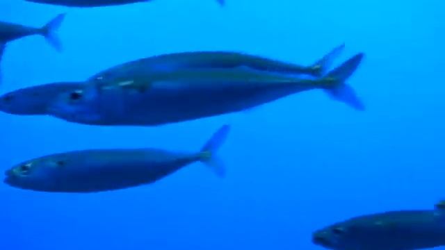 Pacific mackerel at Monterey Aquarium смотреть онлайн