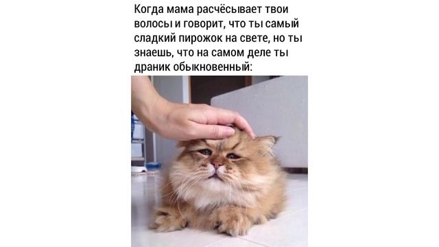 Приколы с котами! СИСТЕМА КОТО-КООРДИНАТ))) | Мемозг 638 смотреть онлайн