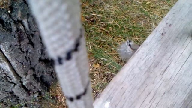 Домашняя,полевая ящерица смотреть онлайн