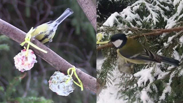 Жирная конфета для птиц в мороз, чем кормим птиц зимой в мороз. Съедобная кормушка для птиц смотреть онлайн