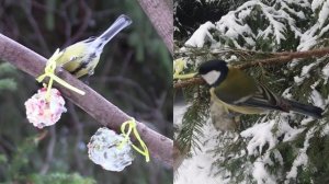 Жирная конфета для птиц в мороз, чем кормим птиц зимой в мороз. Съедобная кормушка для птиц