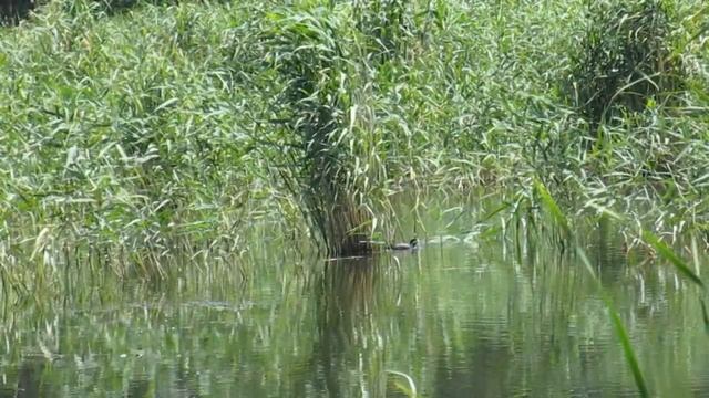 Ducks Running on water. Fulica atra. Fulica Americana. Meerkoet. Eurasian Coot. Bird-watching смотреть онлайн