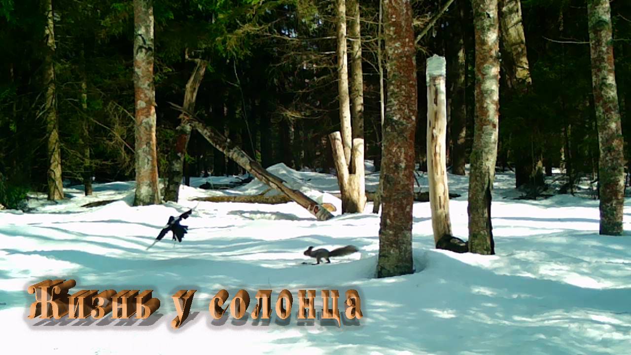 Новые посетители солонца. Жизнь в лесу. смотреть онлайн