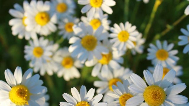 Magical Rituals for the Night of San Juan: Celebrate Litha with Energy and Meaning смотреть онлайн