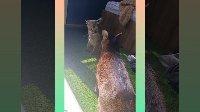 Каракет, чаузи и инкубатор с голубыми яйцами смотреть онлайн