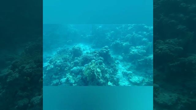 Коралловый риф 2021. Египет. Шарм Эль Шейх смотреть онлайн