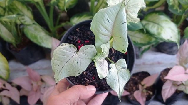 Mengenal Tanaman Syngonium Green Splash