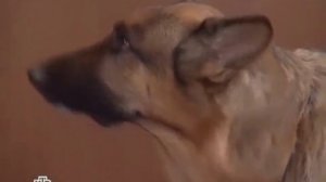 Возвращение Мухтара Задержание N_5