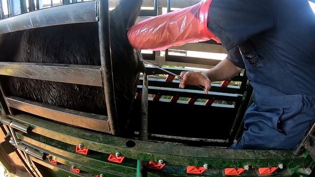 How to Breed A Heifer - Artificial Insemination смотреть онлайн