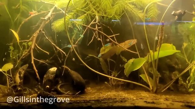 Healthy Water NEVER Needs to be Changed! смотреть онлайн