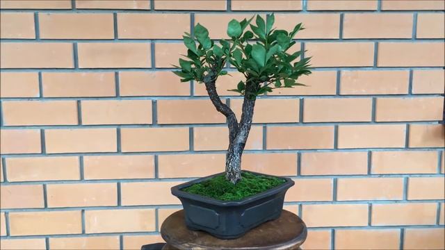 Пребонсай бересклет крылатый Euonymus alatus Compactus 2 смотреть онлайн
