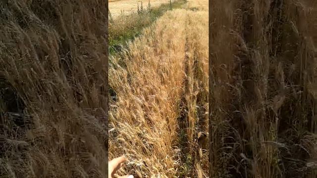 ячмень вакула  без удобрений и пшеница посеяная в зележную землю