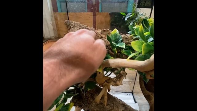 Carpet Python cage set up! смотреть онлайн