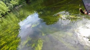 Ловля голавля. Zip Baits Rigge 35F на малой реке.