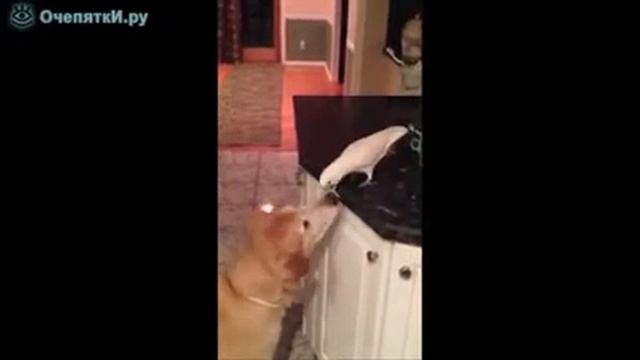 Добрый попугай кормит другана смотреть онлайн