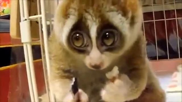 Лемур ест рис смотреть онлайн