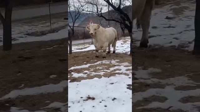 Шароле смотреть онлайн