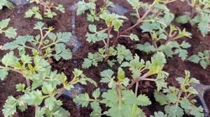 КАК ВЫРАСТИТЬ КРАСИВЫЙ КУСТ БИДЕНСА?