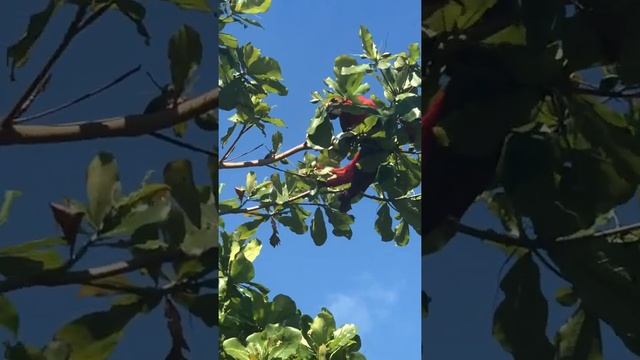 Красный ара в заповеднике смотреть онлайн