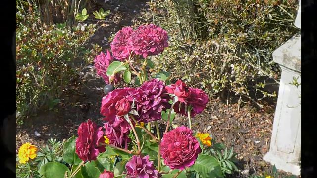 Meine Rosen смотреть онлайн