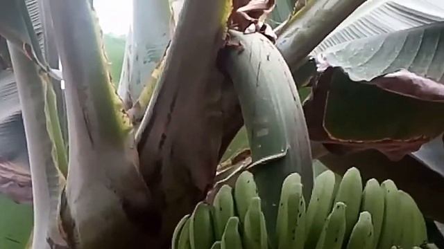 Банановая ферма на Тенерифе Канарские острова | Banana's Farm Tenerife Canary Las Galletas