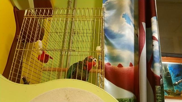 Попугай ара и кубинский амазон общаются между собой смотреть онлайн