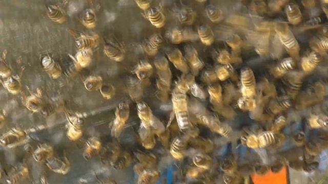 ДВА РОЯ. Большой рой на маленьком деревце, среди поля.Рой привился среди поля на маленькое деревцо. смотреть онлайн